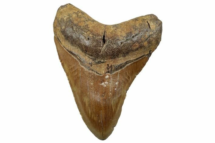 Fossil Megalodon Tooth - North Carolina #255196